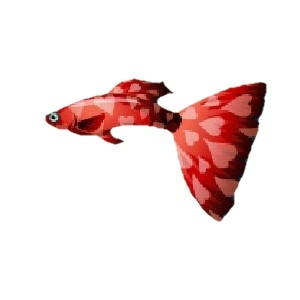 Crimson Heart Guppy